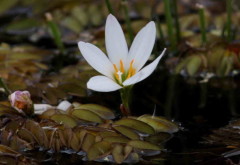 Axucenita del campo/Zephir Lily