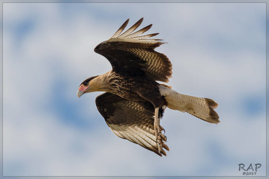 Carancho/Southern Caracara