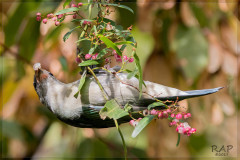 Celestino/Sayaca Tanager