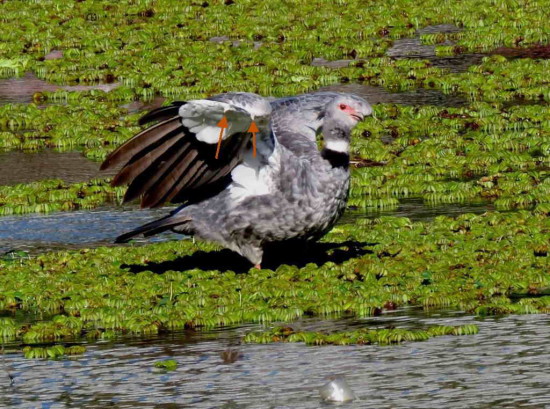 Chajá/Southern Screamer