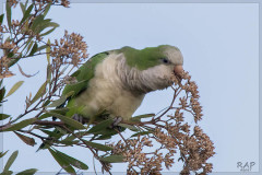 Cotorra/Monk Parakeet