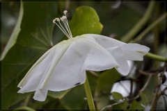 Dama de noche/Moonflower