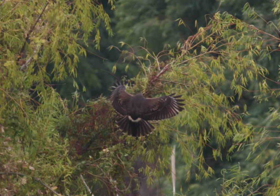 Gavilán mxito/Harris's Hawk