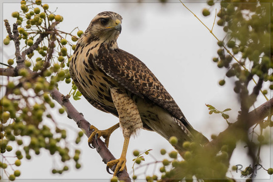 Gavilán mixto/Harris's Hawk