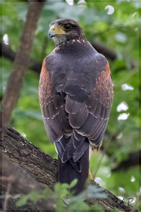 Gavilán mixto/Harris's Hawk