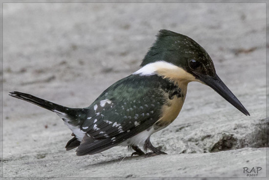 Martín pescador chico/Green Kingfisher