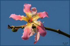 Palo borracho/Silk floss tree