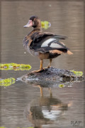 Pato picazo/Rosy-billed Pochard