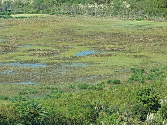 Patos/Duck Pond