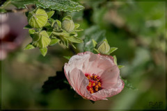 Pavonia/Pink pavonia