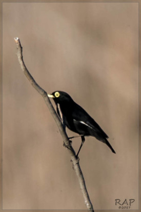 Pico de plata/Spectacled Tyrant