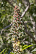 Ricino/Castor bean