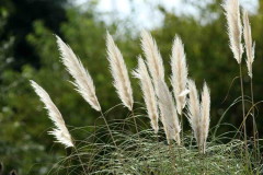 Cortadera/Pampas grass