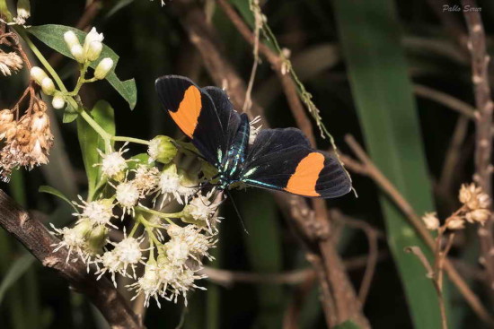 Cyanopepla orbona