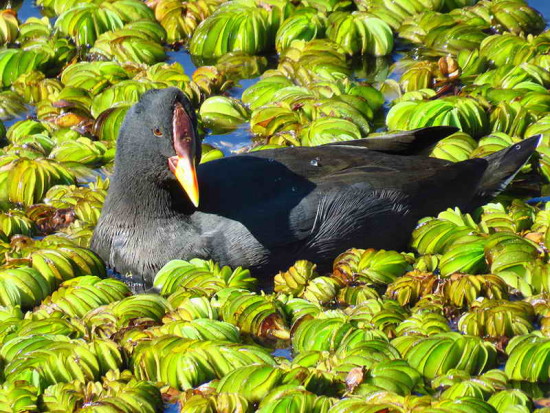 Gallareta escudete rojo/Red-fronted Coot