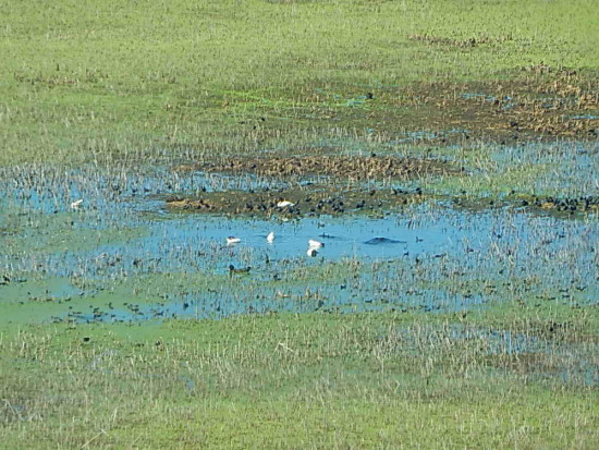 Gaviotas/Gull Pond