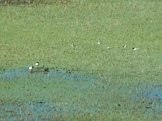 Gaviotas/Gull Pond