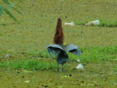 Hocó colorado/Rufescent Tiger-Heron