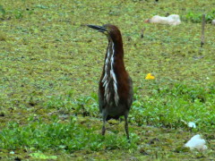 Hocó colorado/Rufescent Tiger-Heron