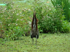 Hocó colorado/Rufescent Tiger-Heron