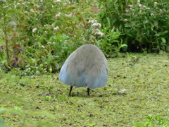 Hocó colorado/Rufescent Tiger-Heron