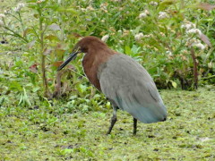 Hocó colorado/Rufescent Tiger-Heron