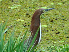 Hocó colorado/Rufescent Tiger-Heron