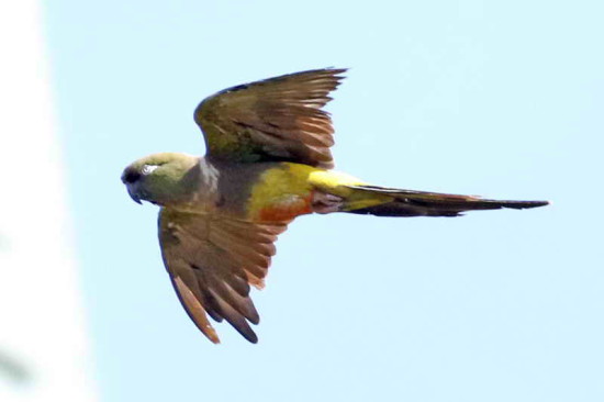 Loro barranquero/Burrowing Parakeet