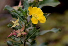 Duraznillo del agua/False loosestrife