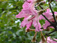 Palo borracho/Silk floss tree