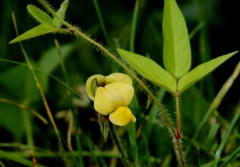 Porotillo/Cow pea