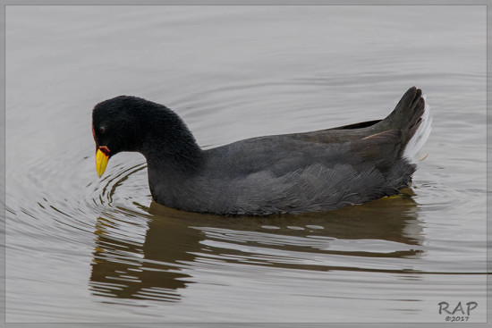 Gallarete escudete rojo/Red-fronted Coot