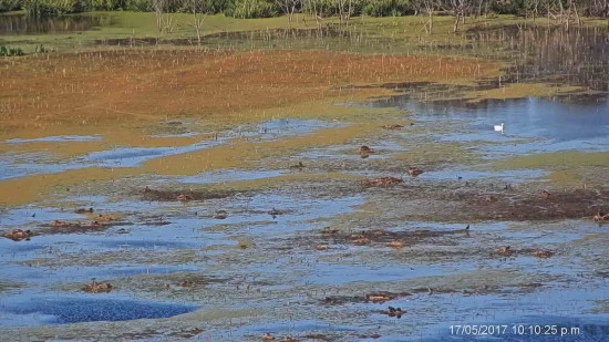 Laguna de las Gaviotas/Gull Pond