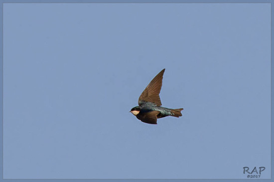 Golondrina barranquera/Blue-and white Swallow