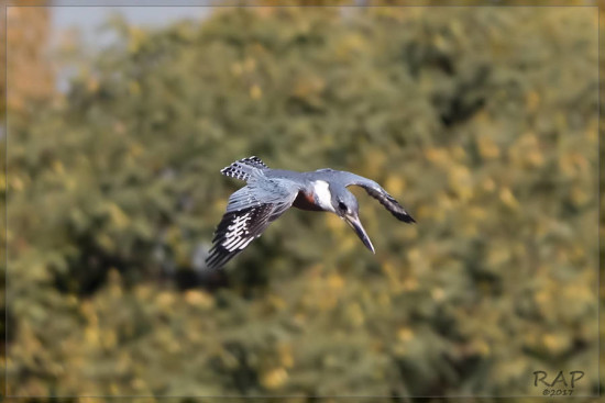 Martín pescador grande/Ringed Kingfisher