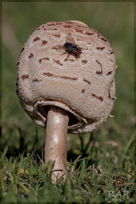 Macrolepiota sp