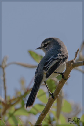 Piojito trinador/Straneck's Tyrannulet