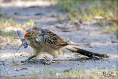 Pirincho/Guira cuckoo