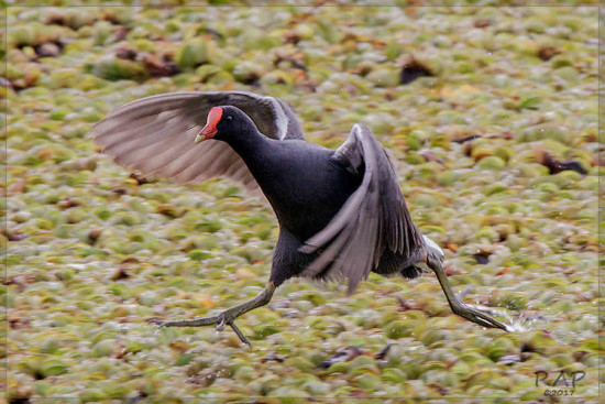 Pollona negra/Common Gallinule