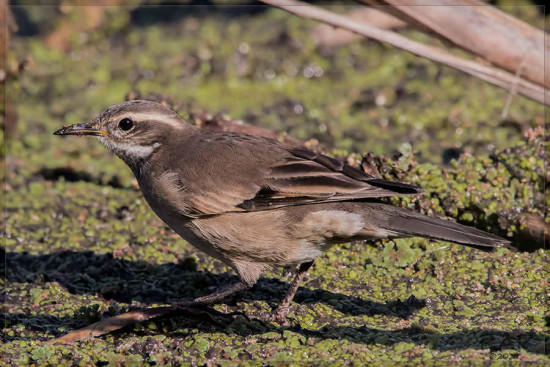 Remolinera común/Bar-winged Cinclodes