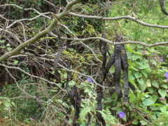 Acacia negra/Honey locust