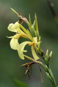 Achira amarilla/Louisiana canna