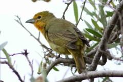 Fueguero común/Hepatic Tanager