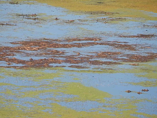 Gaviotas/Gull Pond