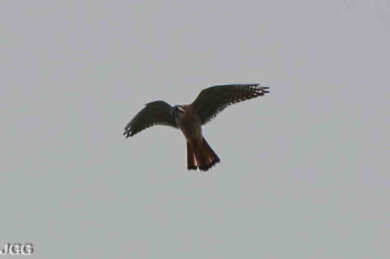 Halconcito colorado/American Kestrel