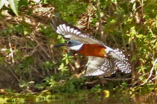 Martín pescador grande/Ringed Kingfisher