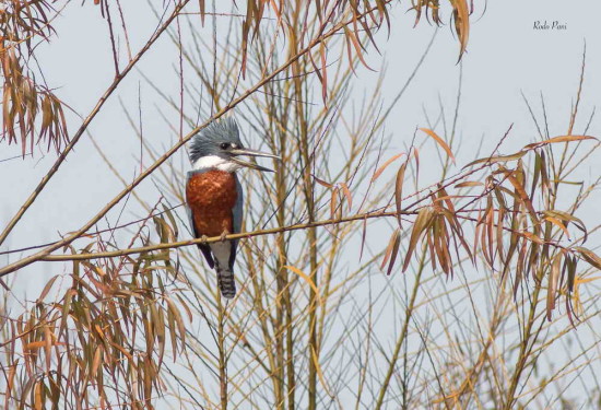 Martín pescador grande/Ringed Kingfisher