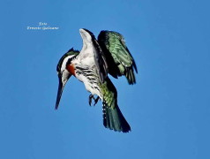 Martín pescador mediano/Amazon Kingfisher