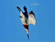 Martín pescador mediano/Amazon Kingfisher