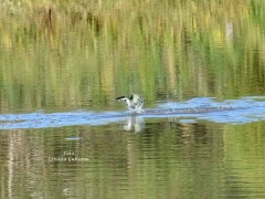 Martín pescador mediano/Amazon Kingfisher